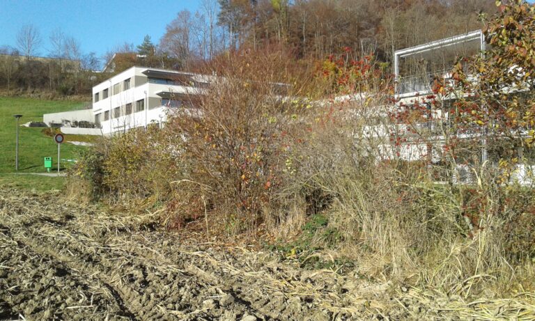 Wildsträucherhecke