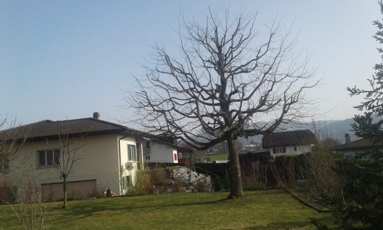 Vegetativ vermehrte Tochter der alten Murtenlinde nach einem Rückschnitt.