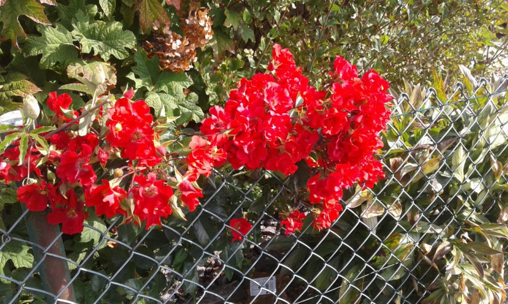 Garten im Herbst