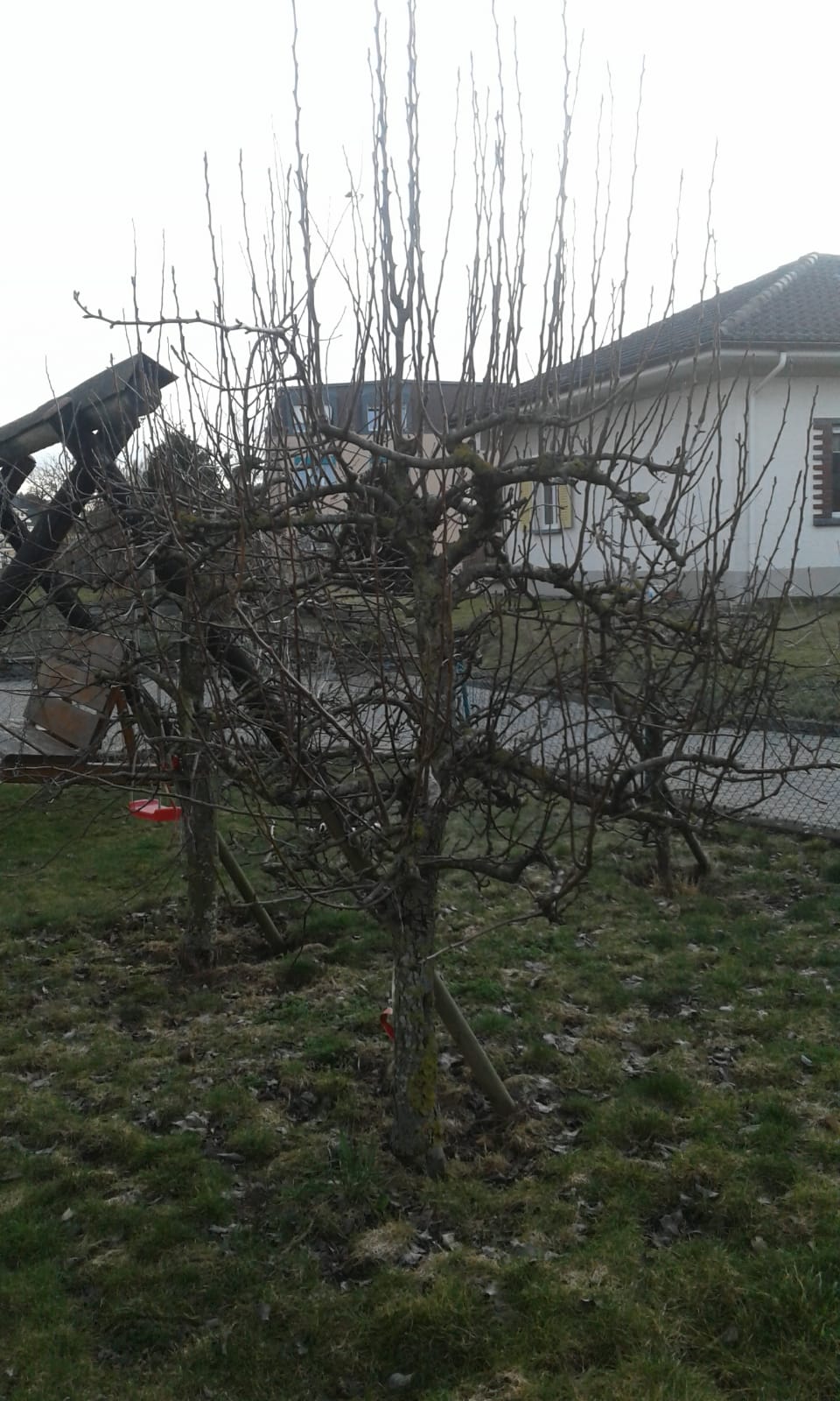 Spindelbusch Spindelbusch