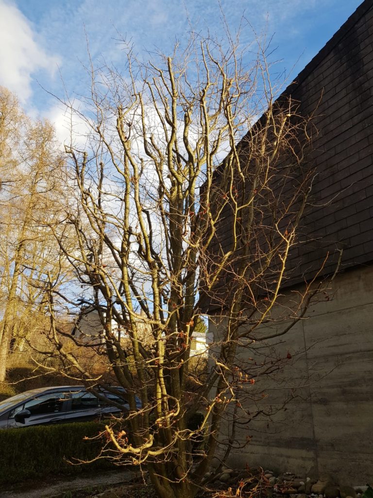 Persische Buche