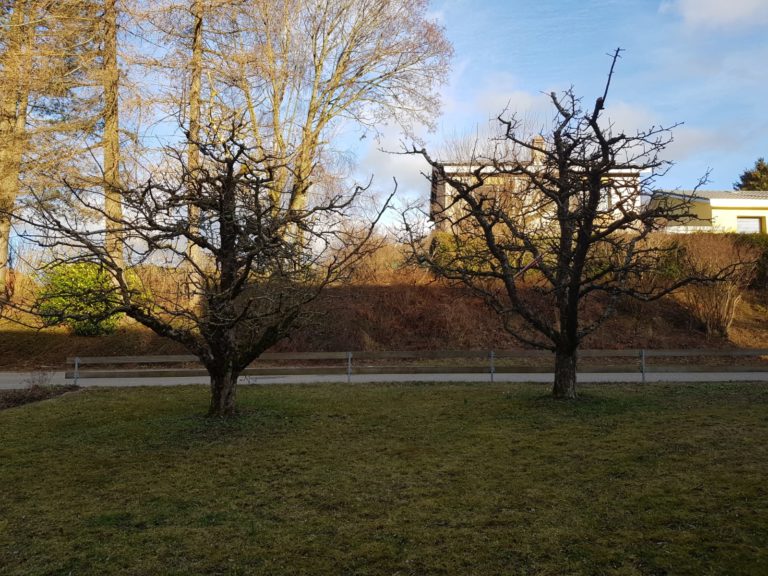 Niederstämme