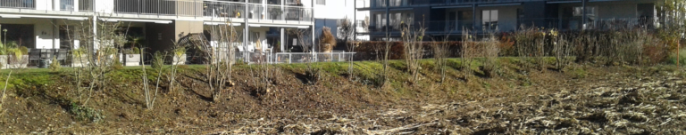 Wildsträucherhecke nach dem Rückschnitt